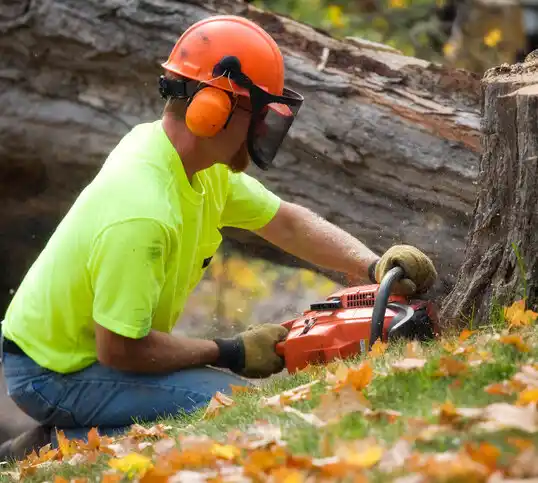 tree services Teaticket